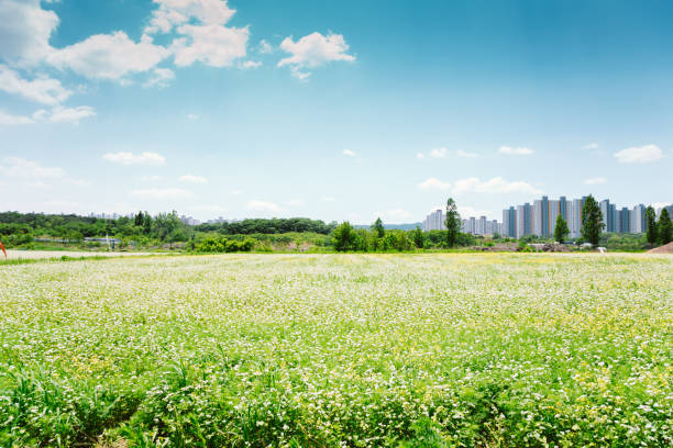 Buckwheat field nature landscape at spring day in Korea