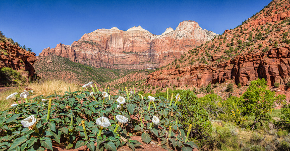 Panoramic view of beautiful scenery in Zion National Park on a sunny day with blue sky in summer, Utah, American Southwest, USA