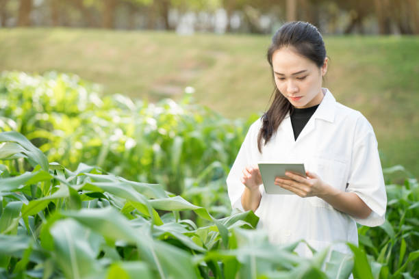 istock Biotechnology woman engineer examining plant leaf for disease, science and research concept 923122126