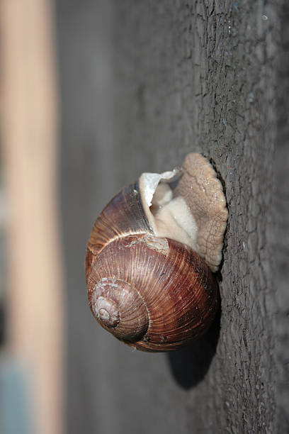 Close-Up on Snail stock photo