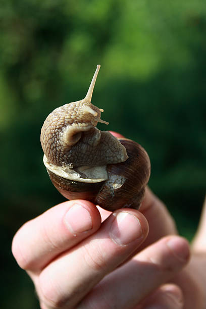 Snail in Hand stock photo