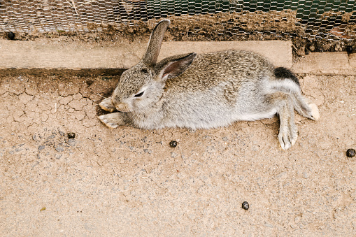 Rabbit in Japan