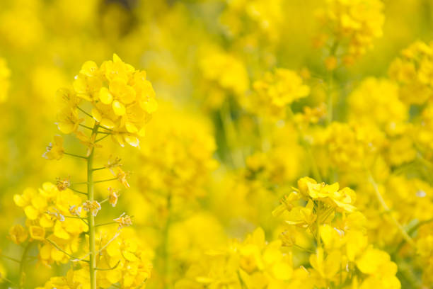Vegetable flower fields with beautiful yellow stock photo