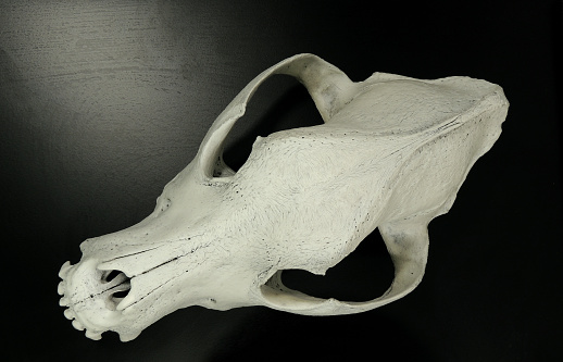 Skull of dog with preserved teeth studio isolated