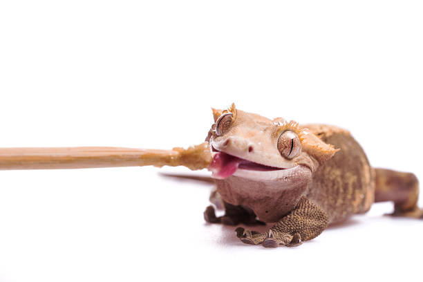 istock Sweet Crested gecko licking isolated white background 923127306