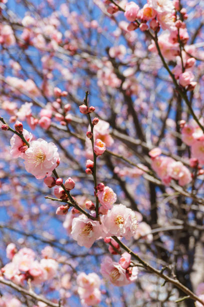 istock Apricot blossom in Japan 923130106