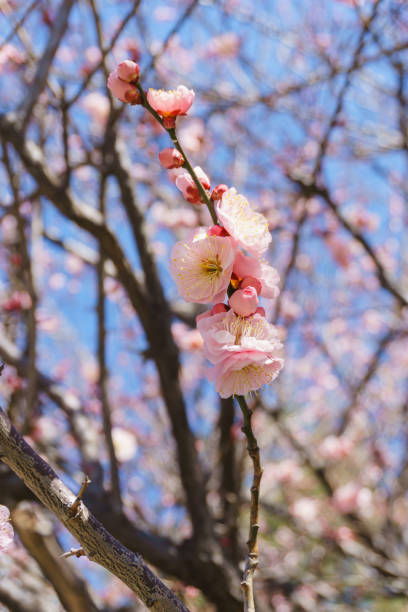 istock Apricot blossom in Japan 923130118