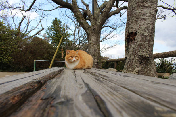 istock Cats chilling out at Karatsu 923132356