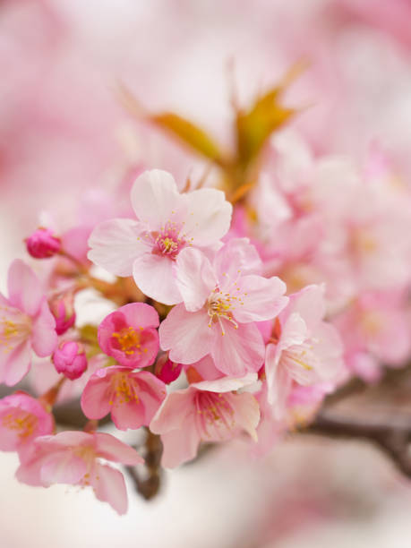 istock Cherry blossoms in Japan 923132830