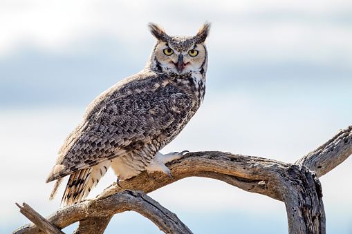 Close up of a Great Horned Owl eating its prey while perched on a tree branch.