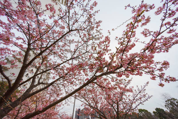 istock Cherry blossoms in Japan 923133070