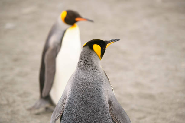 istock King Penguins on Salisbury plains 923136052