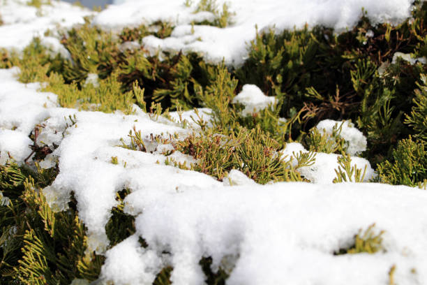 istock The snow on trees in Japan 923136154