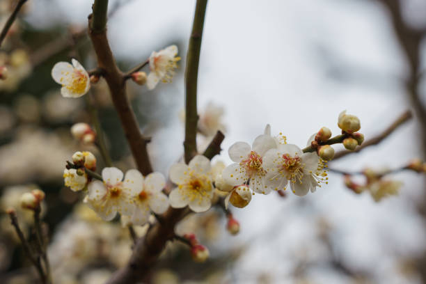 istock Plum blossom in Japan 923136652