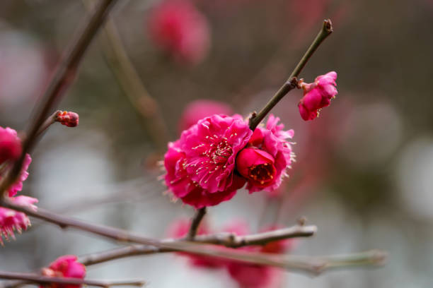 istock Plum blossom in Japan 923136762