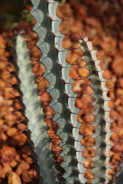istock Close up of Cactus 923139462