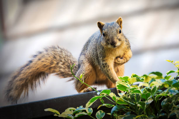 Squirrel On A Fence With Arm Curled Up Looking At Camera - fotografia de stock