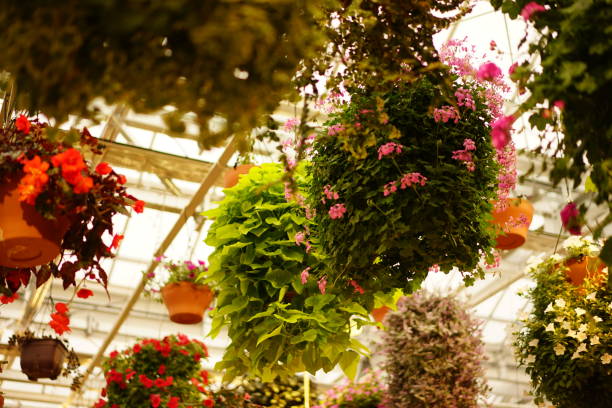istock Flowers in a garden in Japan 923139802