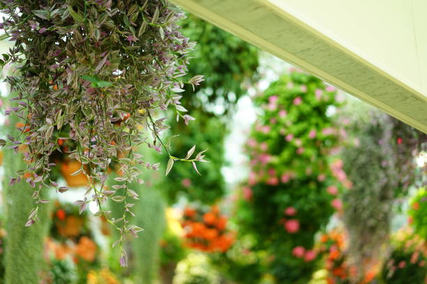 istock Flowers in a garden in Japan 923139862
