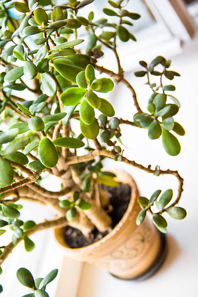 istock Crassula lactea or jade plant closeup 92314174