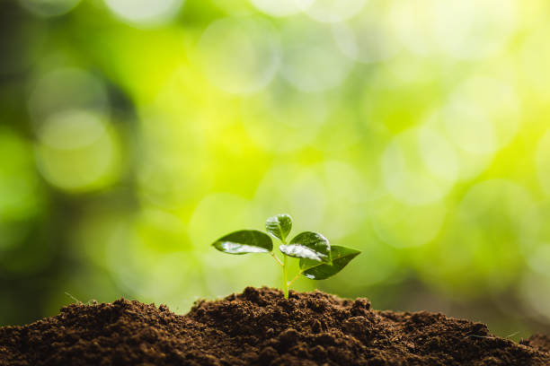 istock Plant a tree Natural tree Green backgroun 923143042