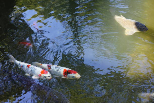 istock Fish in a pond in Japan 923143222