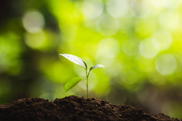 istock Plant a tree Natural tree Green backgroun 923143288