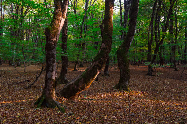 istock Autumn forest, fallen yellow leaves 923148774