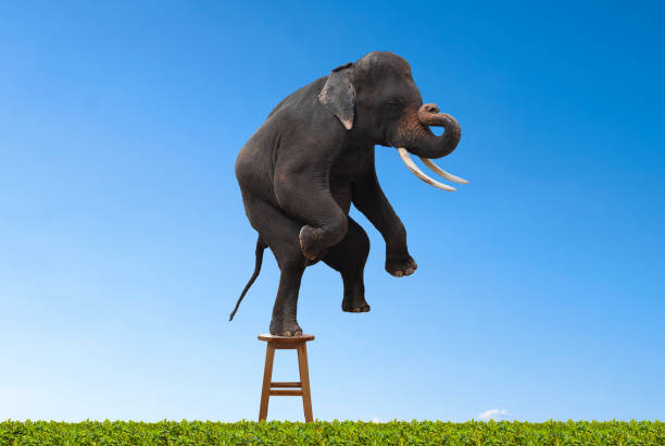 istock elephant on the wooden table 923149124