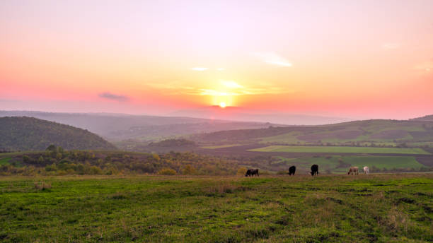 istock Cows grazing on a green meadow at sunset 923149264