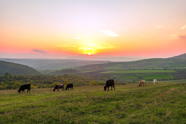 istock Cows grazing on a green meadow at sunset 923149286