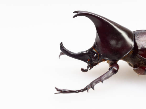 istock Fighting or rhinoceros beetle isolated on white background 923151468