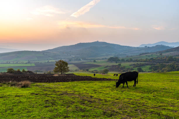 istock Cows grazing on a green meadow at sunset 923151708