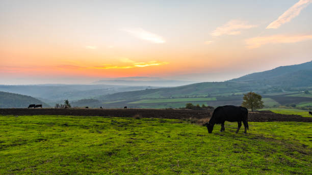 istock Cows grazing on a green meadow at sunset 923151814