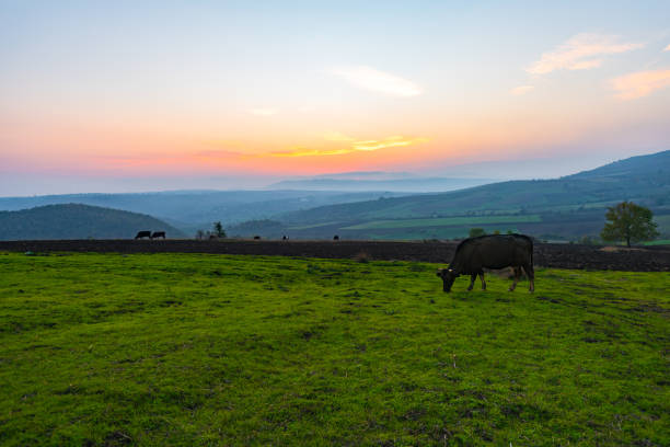 istock Cows grazing on a green meadow at sunset 923151864