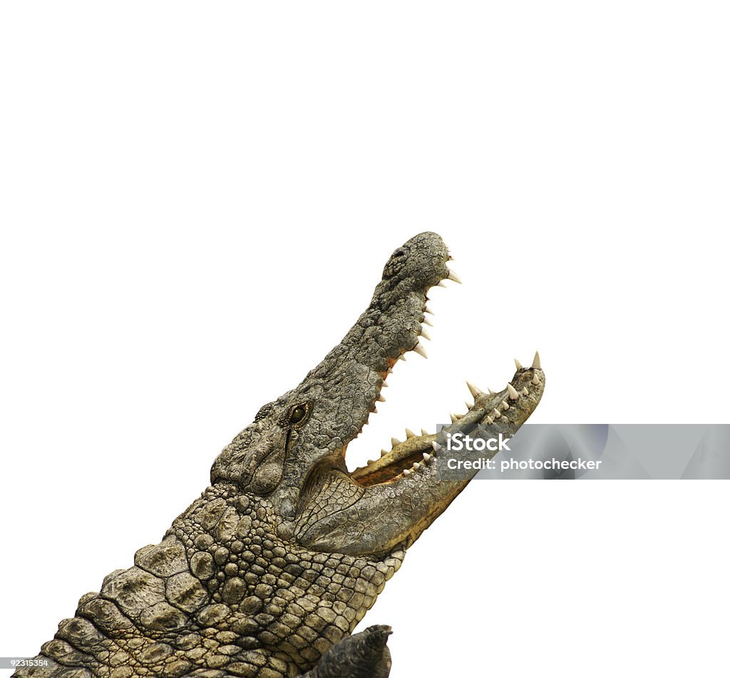 Crocodilo quer comer - Royalty-free Aligátor Foto de stock