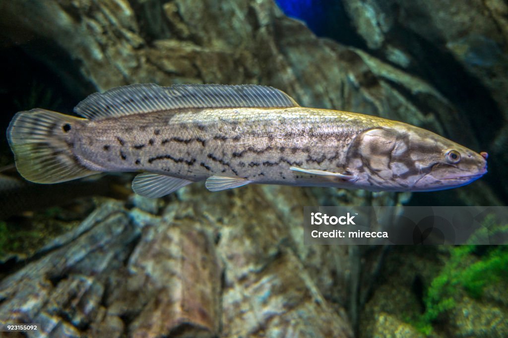 The Bowfin Amia Calva Living Fossil Stock Photo - Download Image Now - Animal, Aquatic Organism, Biology - iStock The Bowfin Amia Calva Living Fossil Stock Photo - Download Image Now - Animal, Aquatic Organism, Biology - iStock