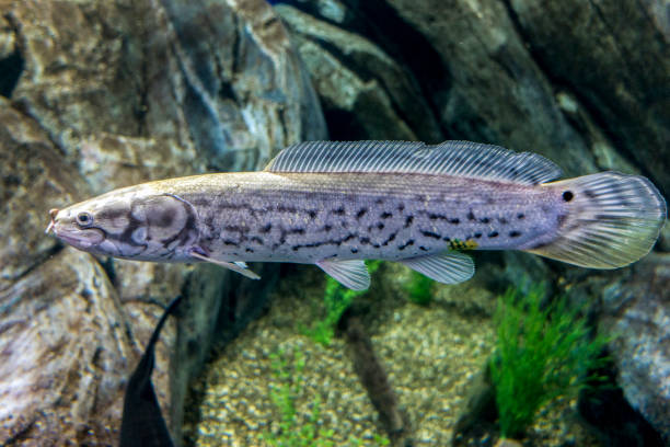 istock The Bowfin, Amia calva,- 