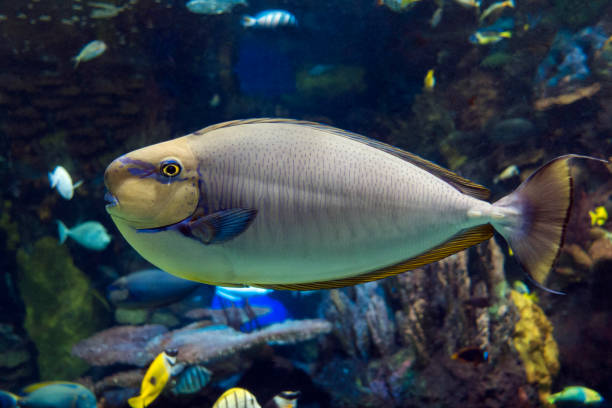 istock Bignose unicornfish (Naso vlamingii) tropical sea and ocean fish 923155970