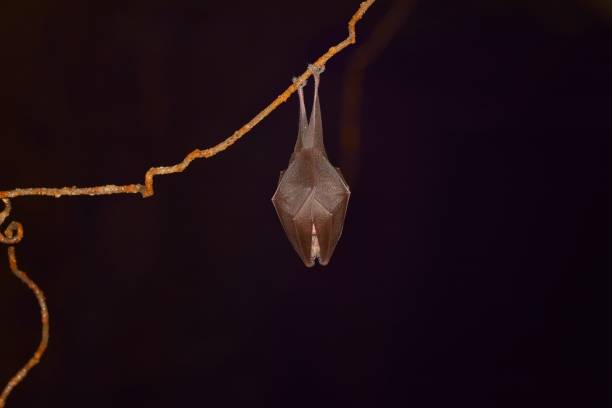 istock Lesser Horseshoe Bat Rhinolophus hipposideros 923156022