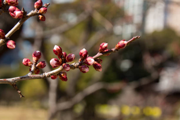 istock Red flower blooming in early spring 923156094