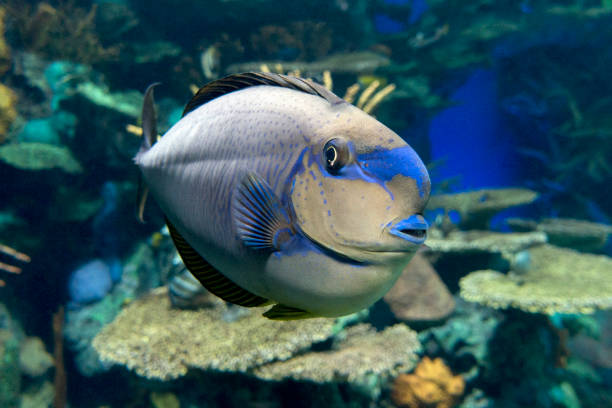 istock Bignose unicornfish (Naso vlamingii) tropical sea and ocean fish 923156614