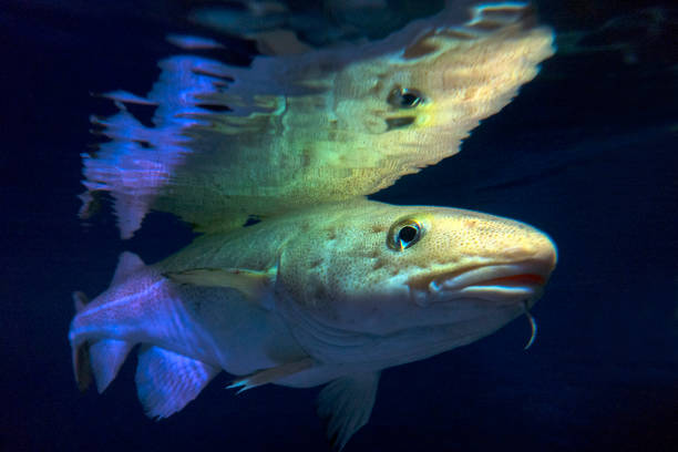 istock Atlantic Cod, Gadus morhua, portrait,close up 923159226