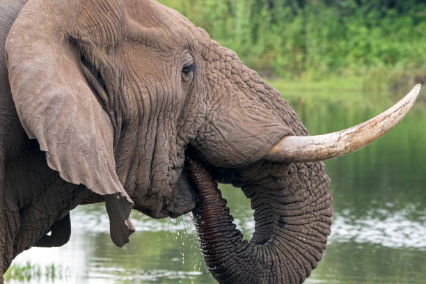 istock Close up of Elephant head Pattern and Texture 923161190