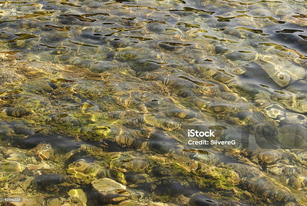 Sea  Aquatic Organism Stock Photo