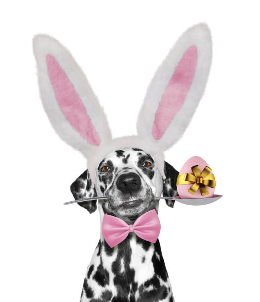 chien dalmatien mignon avec oreilles de lapin et oeuf de pâques. isolé sur blanc - dalmatian rabbit photos et images de collection