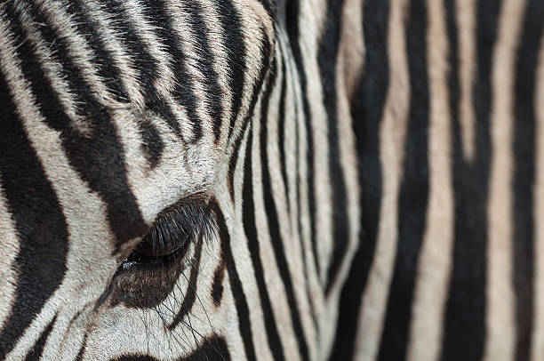 istock Eye of a zebra, close-up 92316314