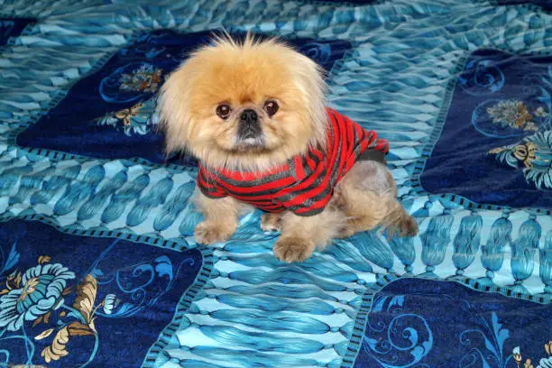 Photo of Small doggie of breed a Pekinese