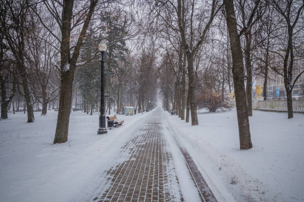 istock Blizzard. snowstorm in forest. strong snowstorm in park. snow-covered trees 923163932