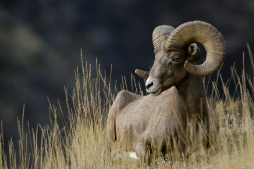 Big Horn sheep ram standing tall looking at herd with second Big Horn lying down at Garden of the Gods in Colorado Springs, Colorado in western USA.